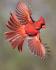 Маска Птицы Северный кардинал. Энгри бёрд